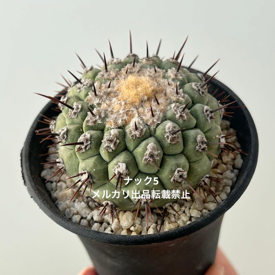 コルムナアルバ② 孤竜丸 コピアポア(検索)サボテン 黒王丸 黒士冠 銅羅丸