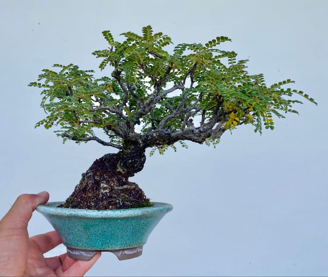 白木盆栽園　イソザンショウ　磯山椒　盆栽　樹高18センチ　楓カエデ紅葉観葉植物