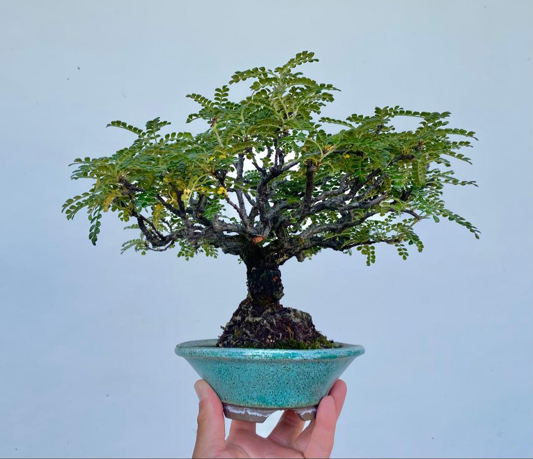 白木盆栽園　イソザンショウ　磯山椒　盆栽　樹高18センチ　楓カエデ紅葉観葉植物