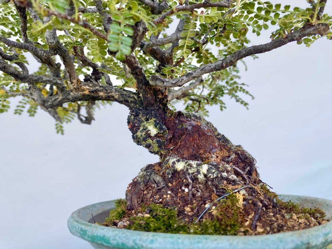 白木盆栽園　イソザンショウ　磯山椒　盆栽　樹高18センチ　楓カエデ紅葉観葉植物