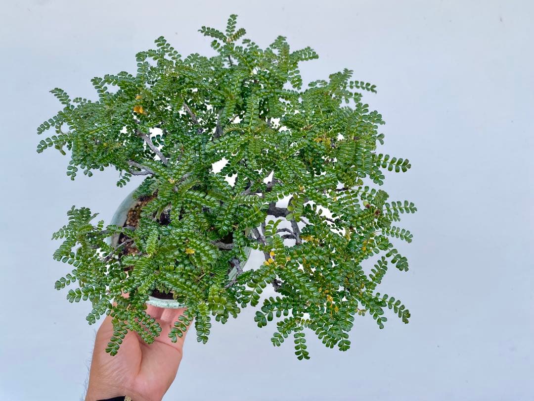 白木盆栽園　イソザンショウ　磯山椒　盆栽　樹高18センチ　楓カエデ紅葉観葉植物