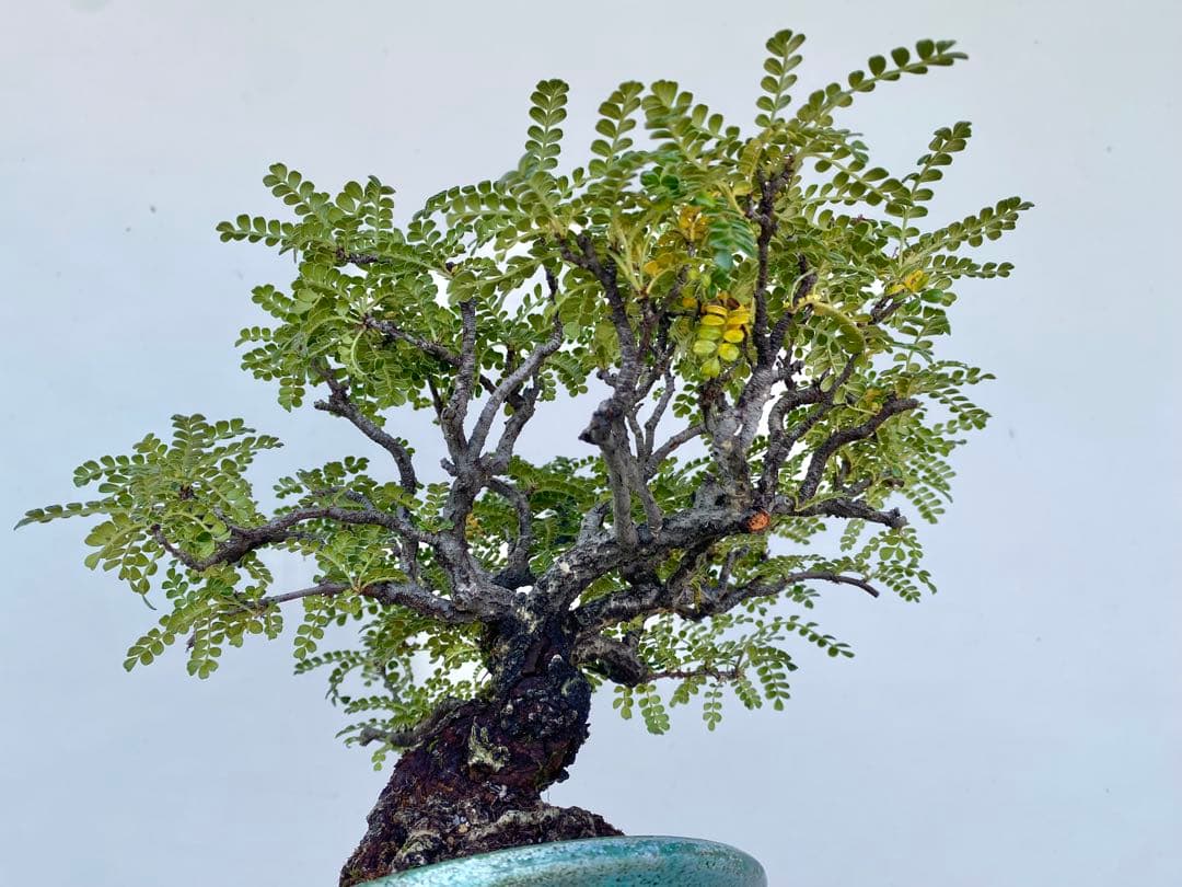 白木盆栽園　イソザンショウ　磯山椒　盆栽　樹高18センチ　楓カエデ紅葉観葉植物