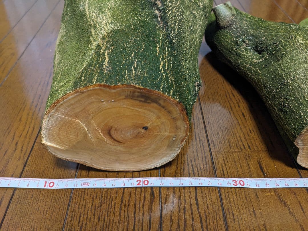 オリーブ　剪定枝　太枝　極太　太木挿し　挿し木　2本