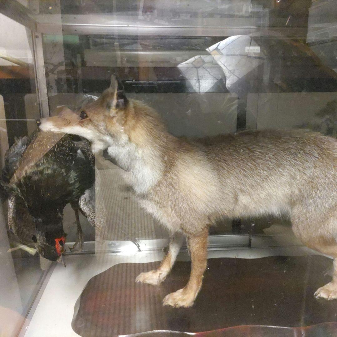 きつね剥製