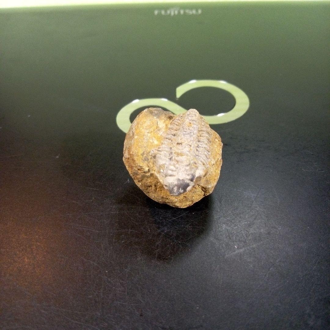 三葉虫　化石　fossil　ボリビア産　trilobite　三葉虫判別⑨