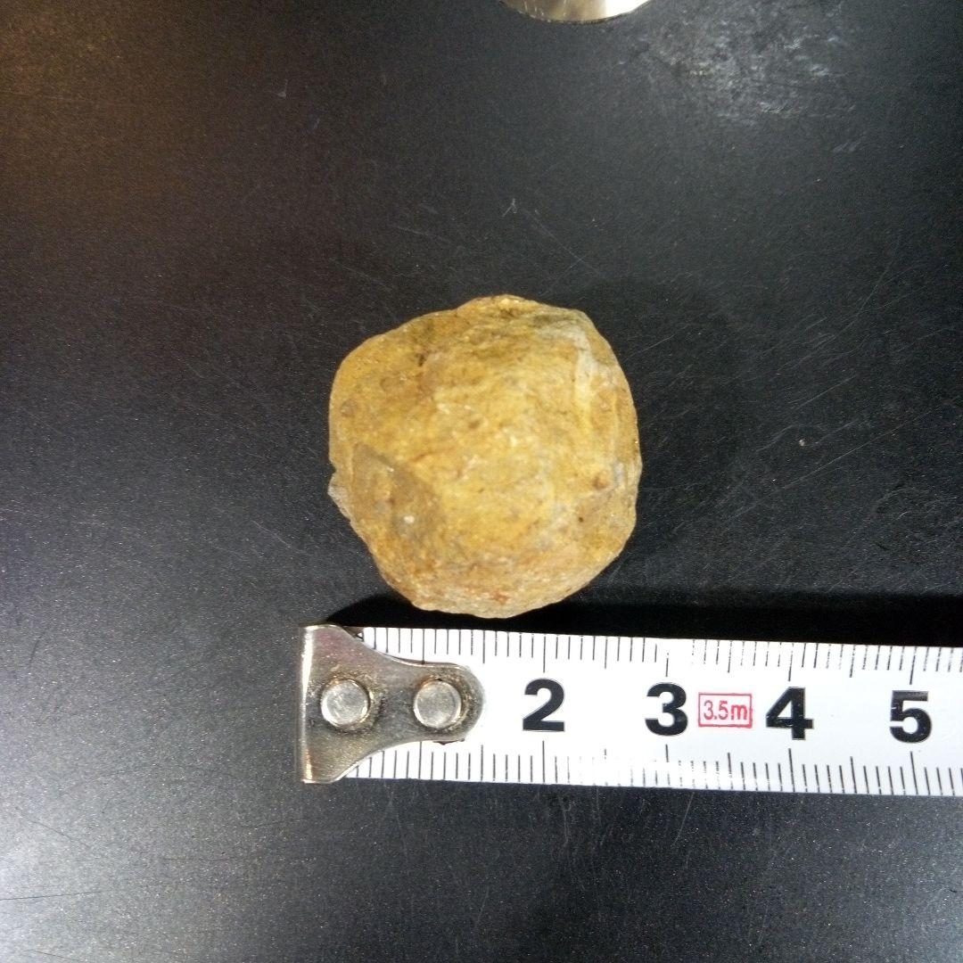 三葉虫　化石　fossil　ボリビア産　trilobite　三葉虫判別⑨