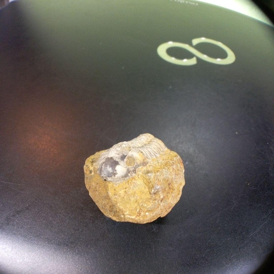 三葉虫　化石　fossil　ボリビア産　trilobite　三葉虫判別⑨