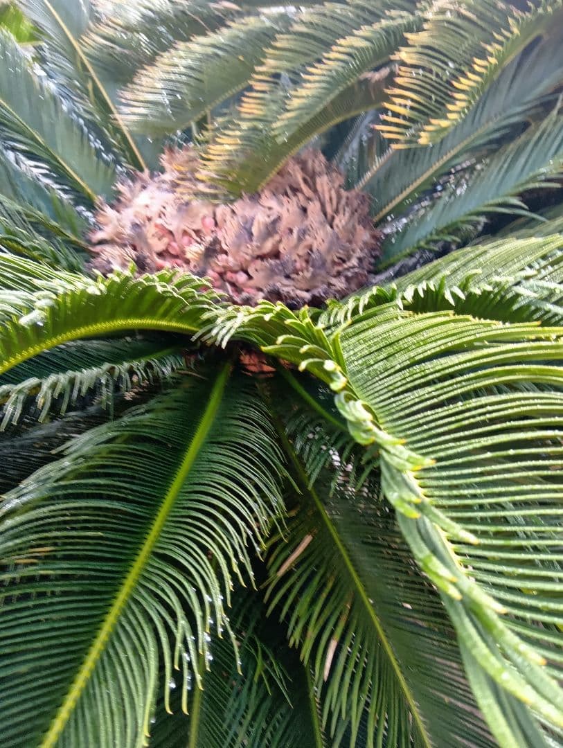 雌木ソテツ（巨大サイズ株）インテリア用