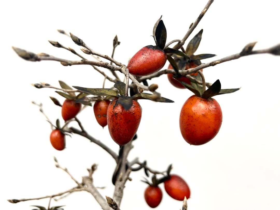 三河盆栽　ロウヤガキ　ローヤ柿　盆栽　実物