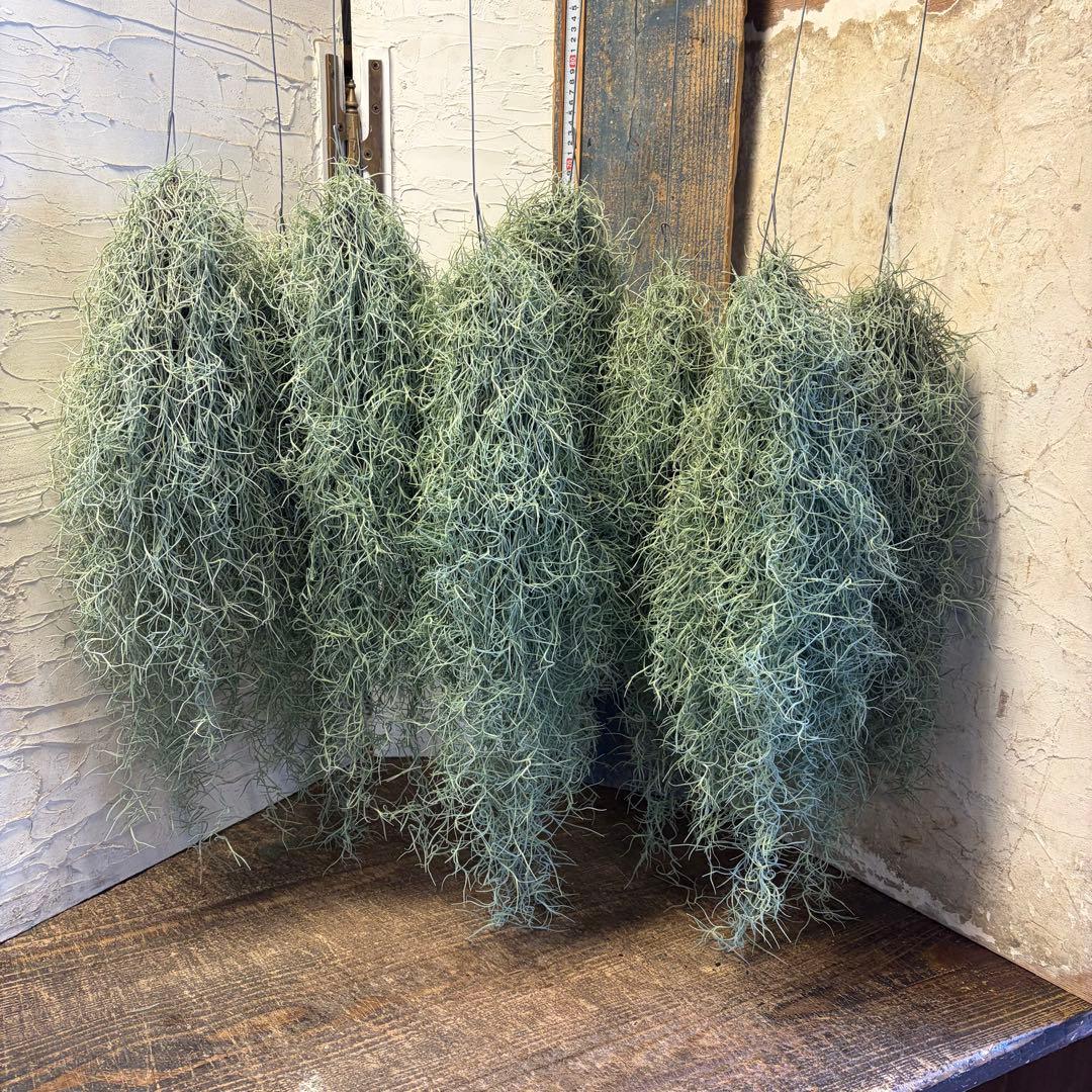 【2/1限定】　エアープランツ　チランジア　ウスネオイデス　8束　　オマケ付き