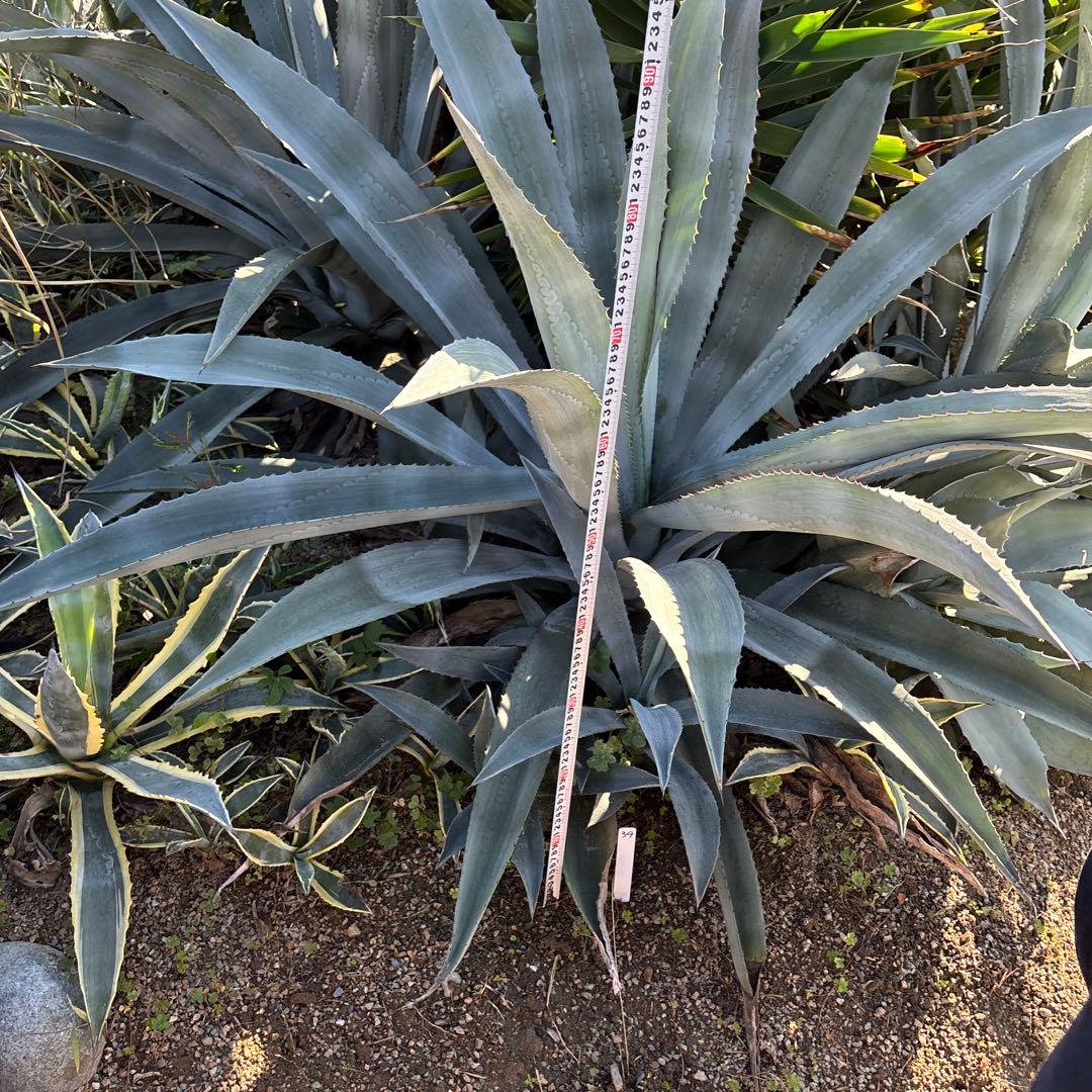 特大　巨大　アガベ　アメリカーナ　オアハカエンシス　ドライガーデン　34