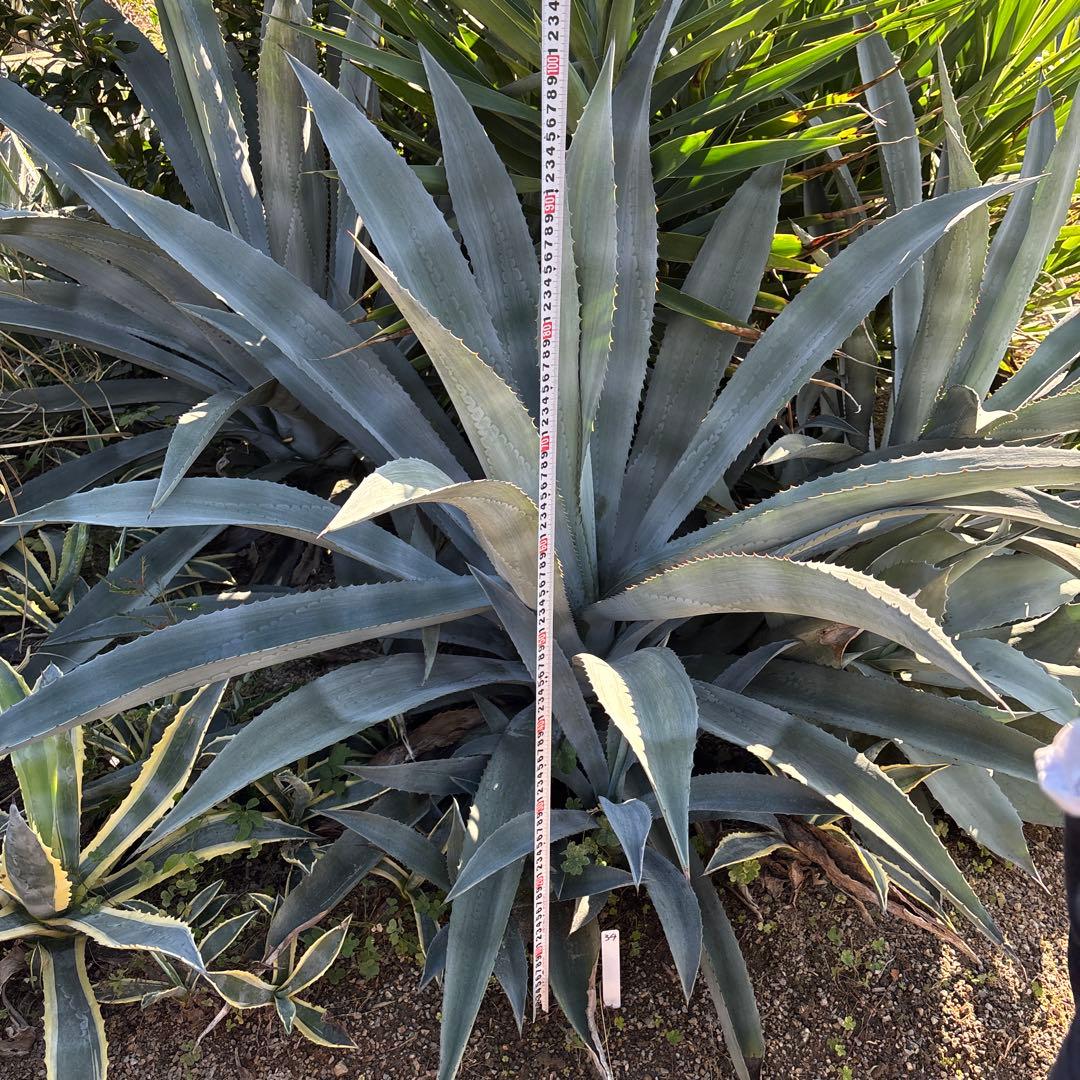 特大　巨大　アガベ　アメリカーナ　オアハカエンシス　ドライガーデン　34