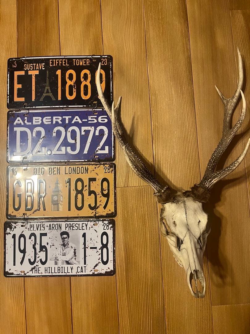 ニホンシカ　鹿　角　剥製　骨　アメリカン　ナンバープレート