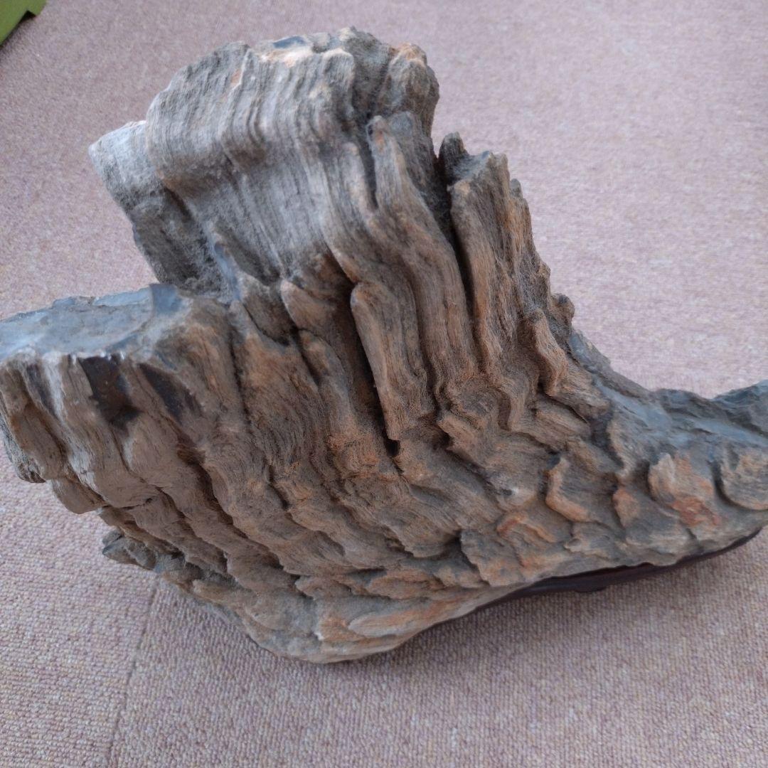 珪化木　水石　鑑賞用