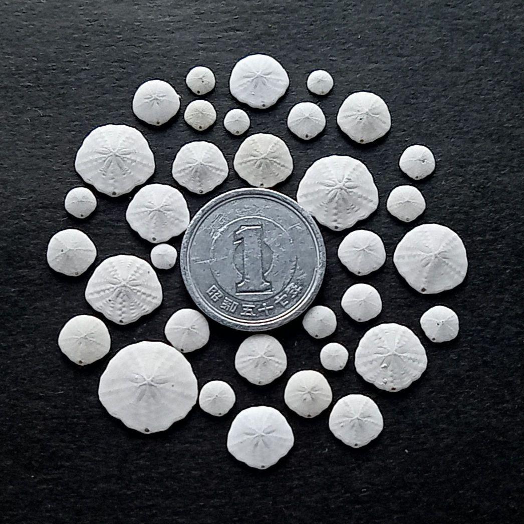 なつ様 リクエスト 10点 まとめ商品　貝殻