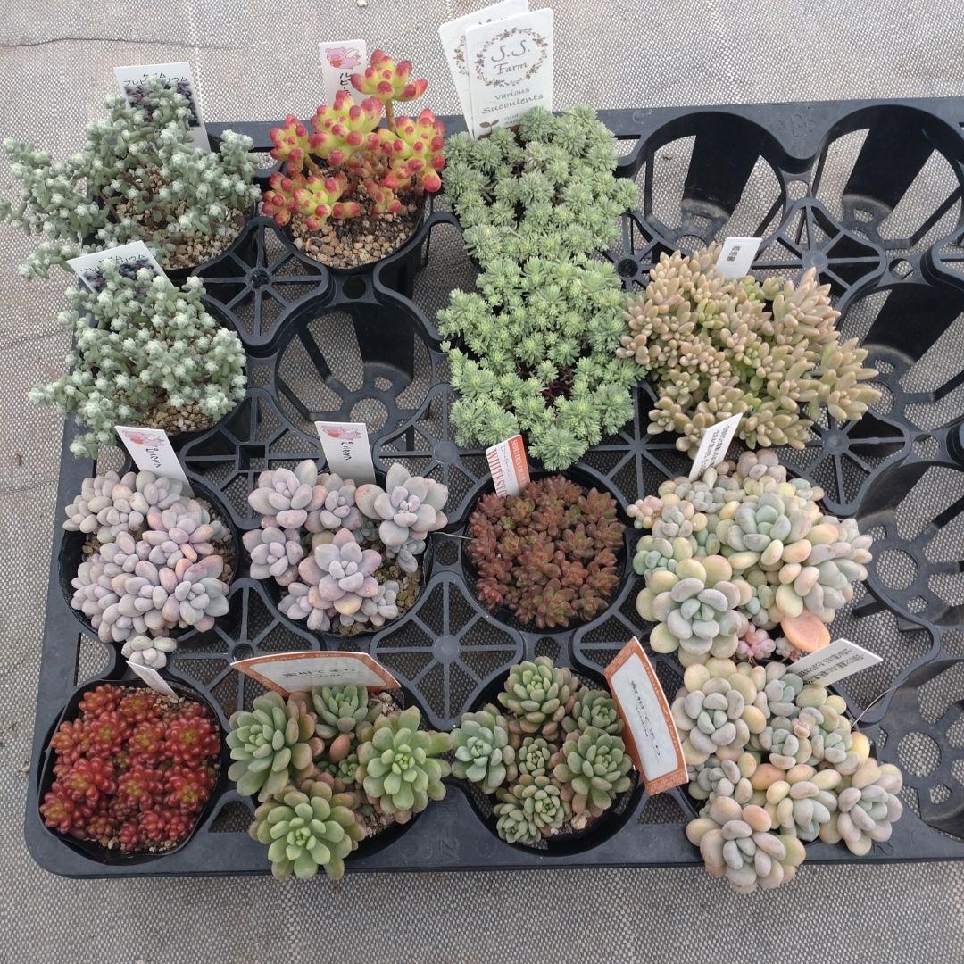 むーさんさん専用