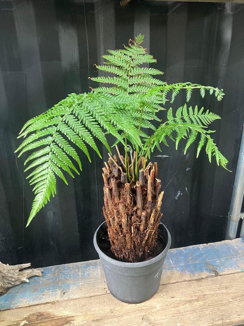 希少❗️ タスマニア産 幹太ディクソニア　アンタルクティカ 発根済み　シダ植物