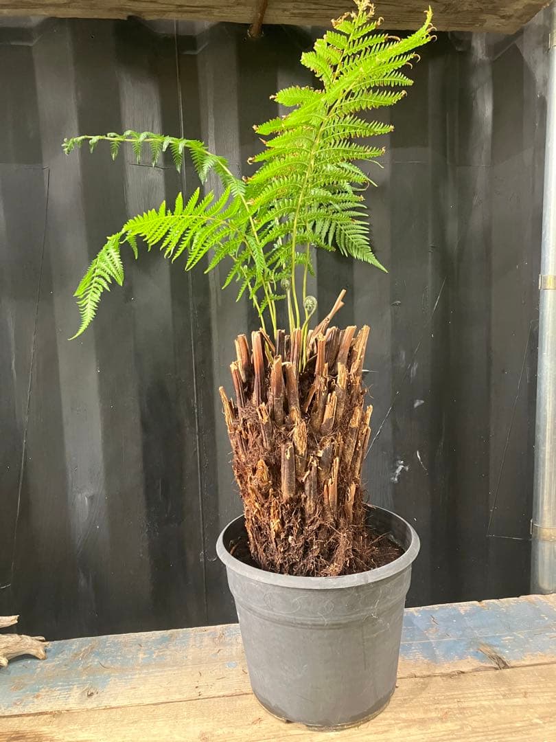 希少❗️ タスマニア産 幹太ディクソニア　アンタルクティカ 発根済み　シダ植物