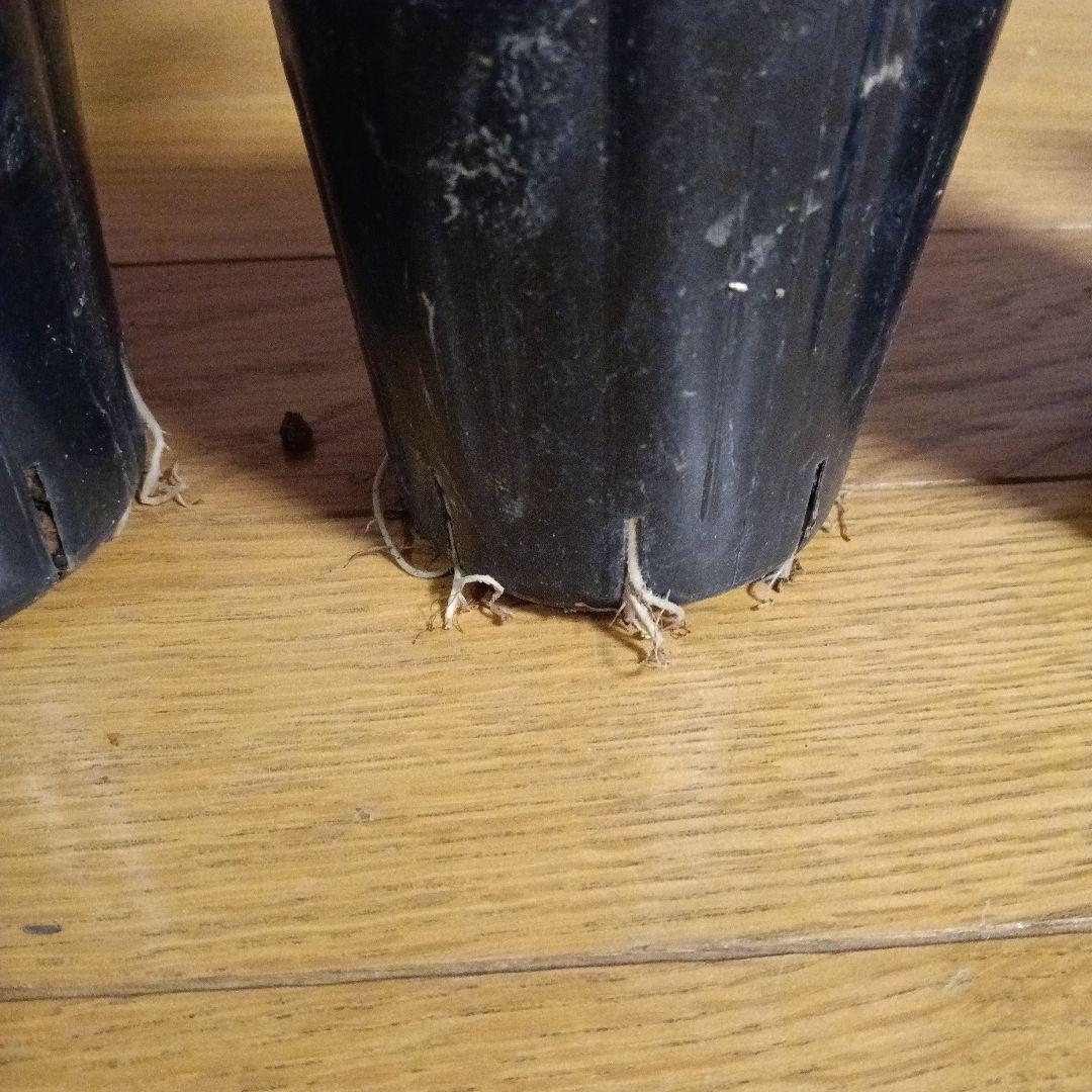 ラナンキュラスラックス 芽出し苗 6種セット！⑨