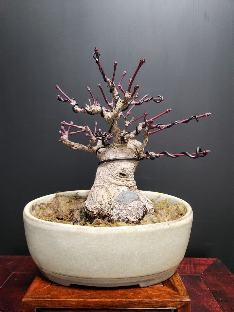 もみじ　紅葉　モミジ　極太紅葉　楓　カエデ　小品盆栽