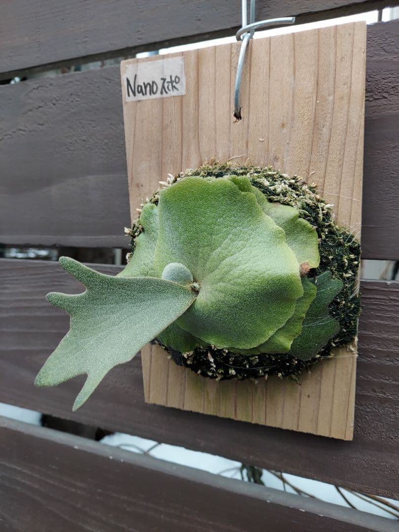 willinckii dwarf Nano　胞子培養　2　ビカクシダ