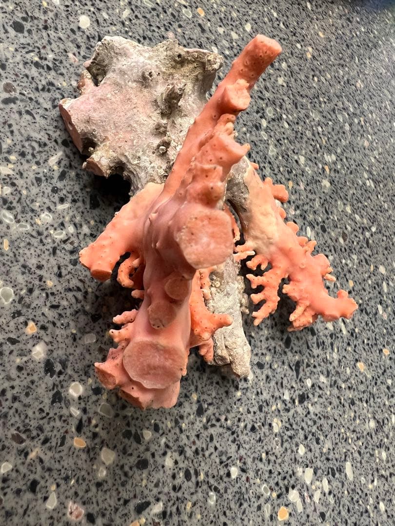 (送料込み)ピンク　珊瑚