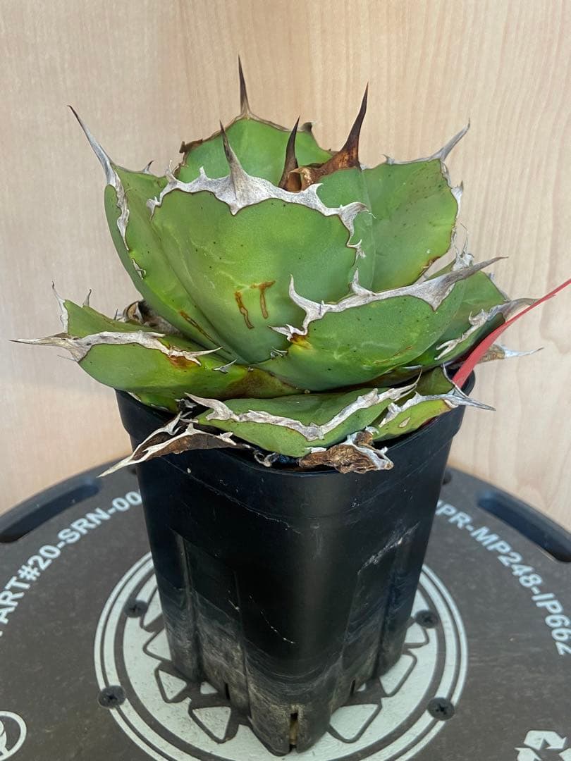 イラン　オテロイ　宇多田さん　coyote産