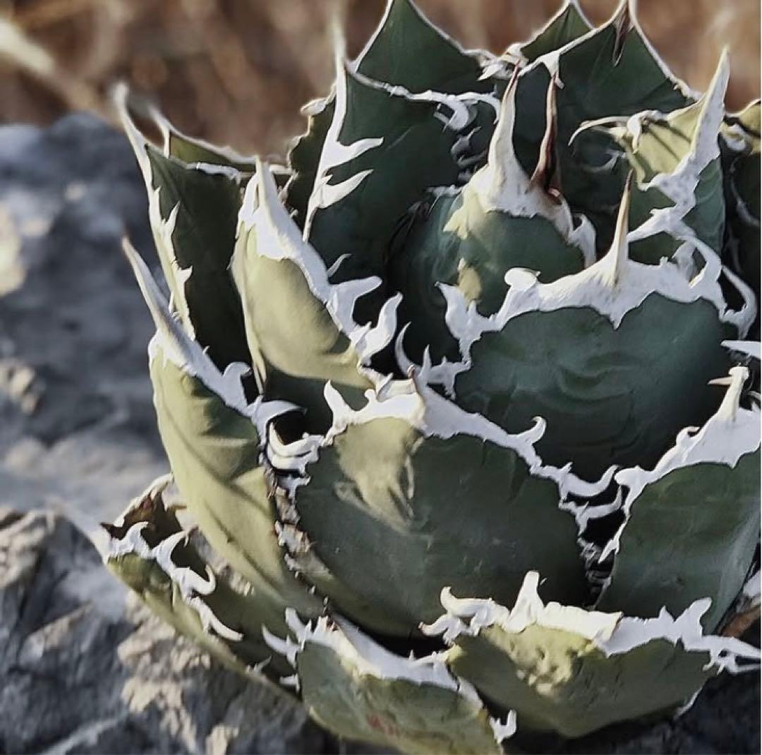 イラン　オテロイ　宇多田さん　coyote産