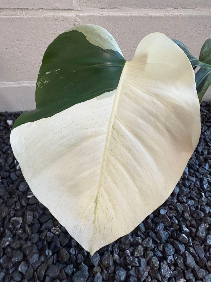 モンステラ デリシオーサ ボルシギアナ ミント