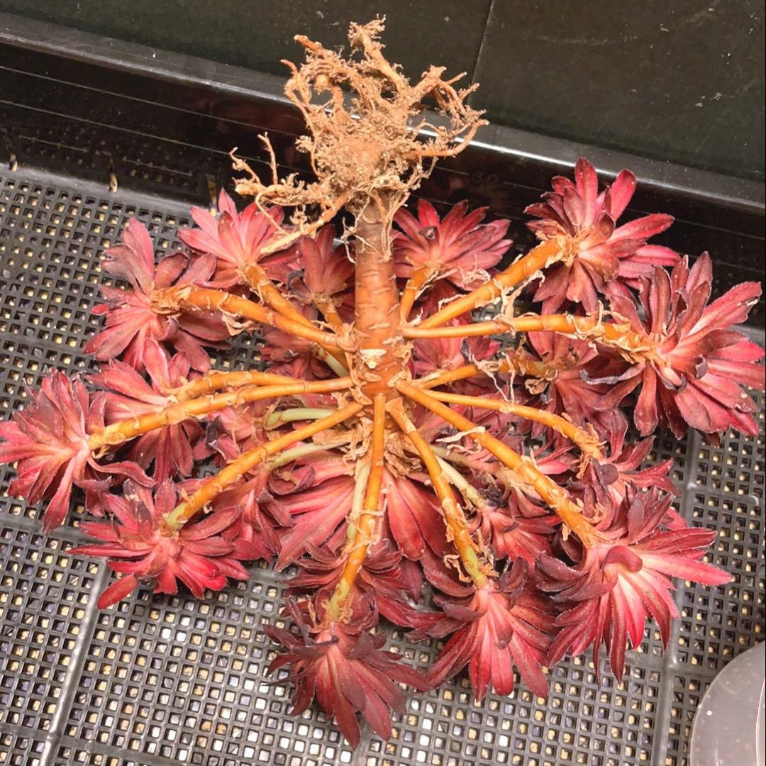 57#多肉植物❤️アエオニウム錦❤️朱雀錦❤️1大頭19小頭28cm拔き苗