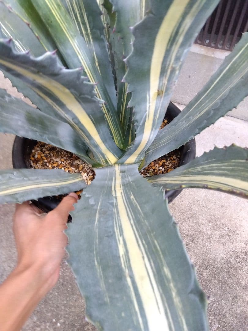 アガベ　アメリカーナ　白縞斑　大株80センチ❗　②