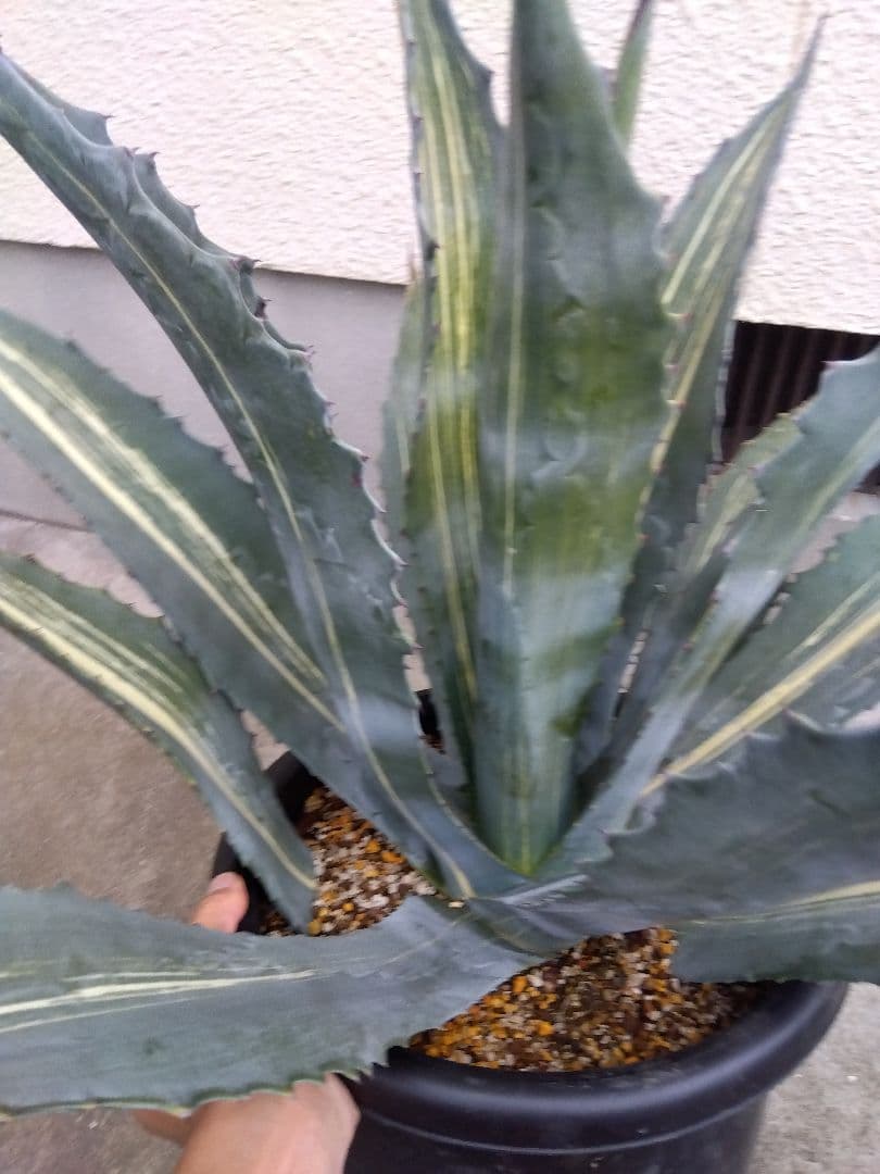 アガベ　アメリカーナ　白縞斑　大株80センチ❗　②