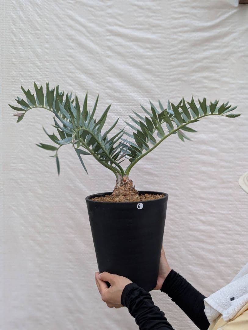 エンセファラルトス ホリダス 葉性最高 かわいい幹サイズ