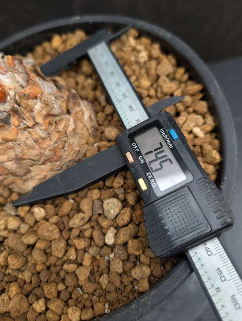 エンセファラルトス ホリダス 葉性最高 かわいい幹サイズ