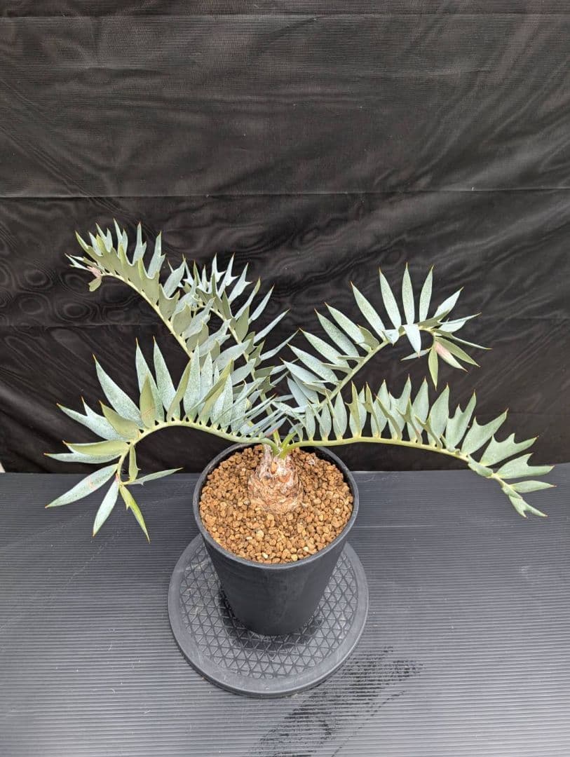 エンセファラルトス ホリダス 葉性最高 かわいい幹サイズ