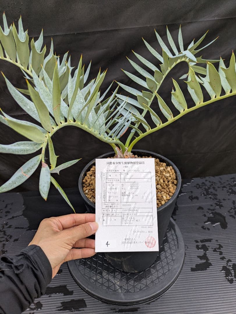 エンセファラルトス ホリダス 葉性最高 かわいい幹サイズ