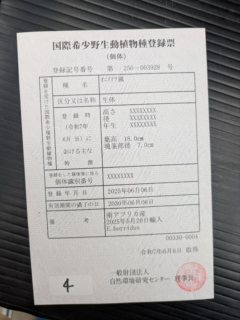 エンセファラルトス ホリダス 葉性最高 かわいい幹サイズ