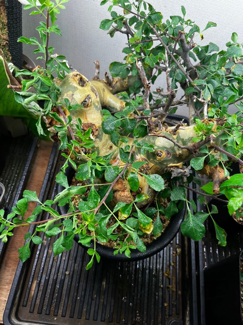 コミフォラカタフ　ソマリア産