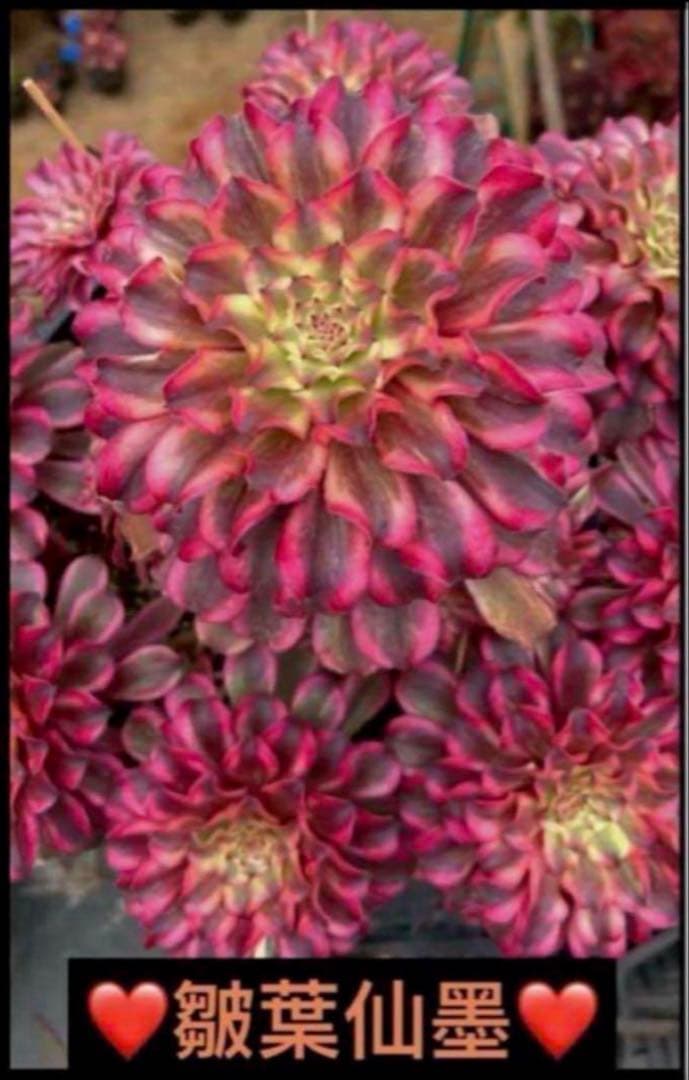 多肉植物アエオニウム錦❤️ 皺葉仙墨 ❤️1大頭11-12cm拔き苗