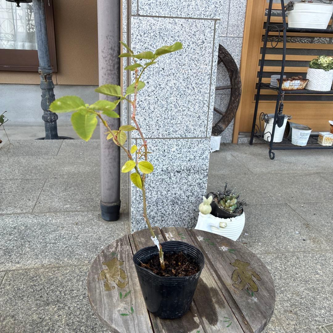バラ苗　購入前にコメント