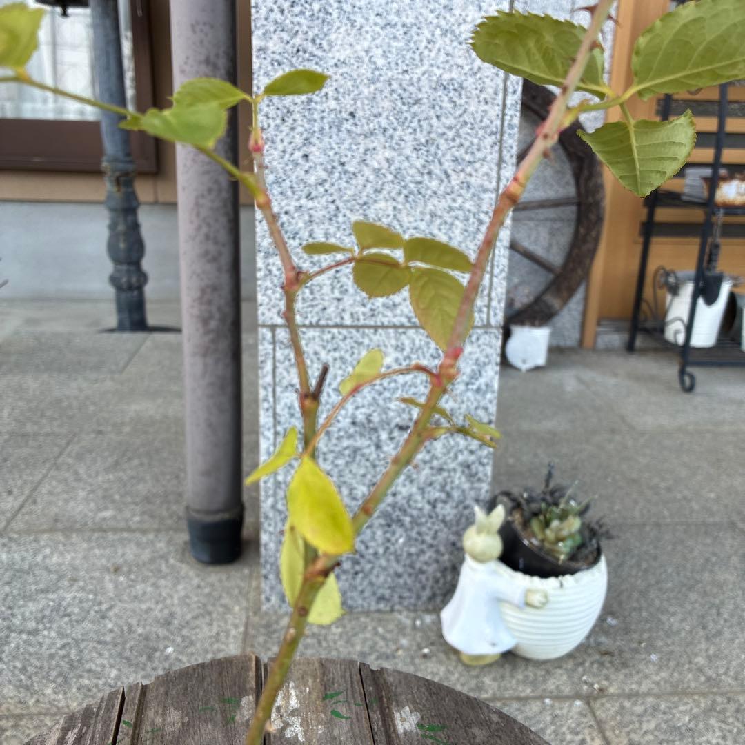 バラ苗　購入前にコメント