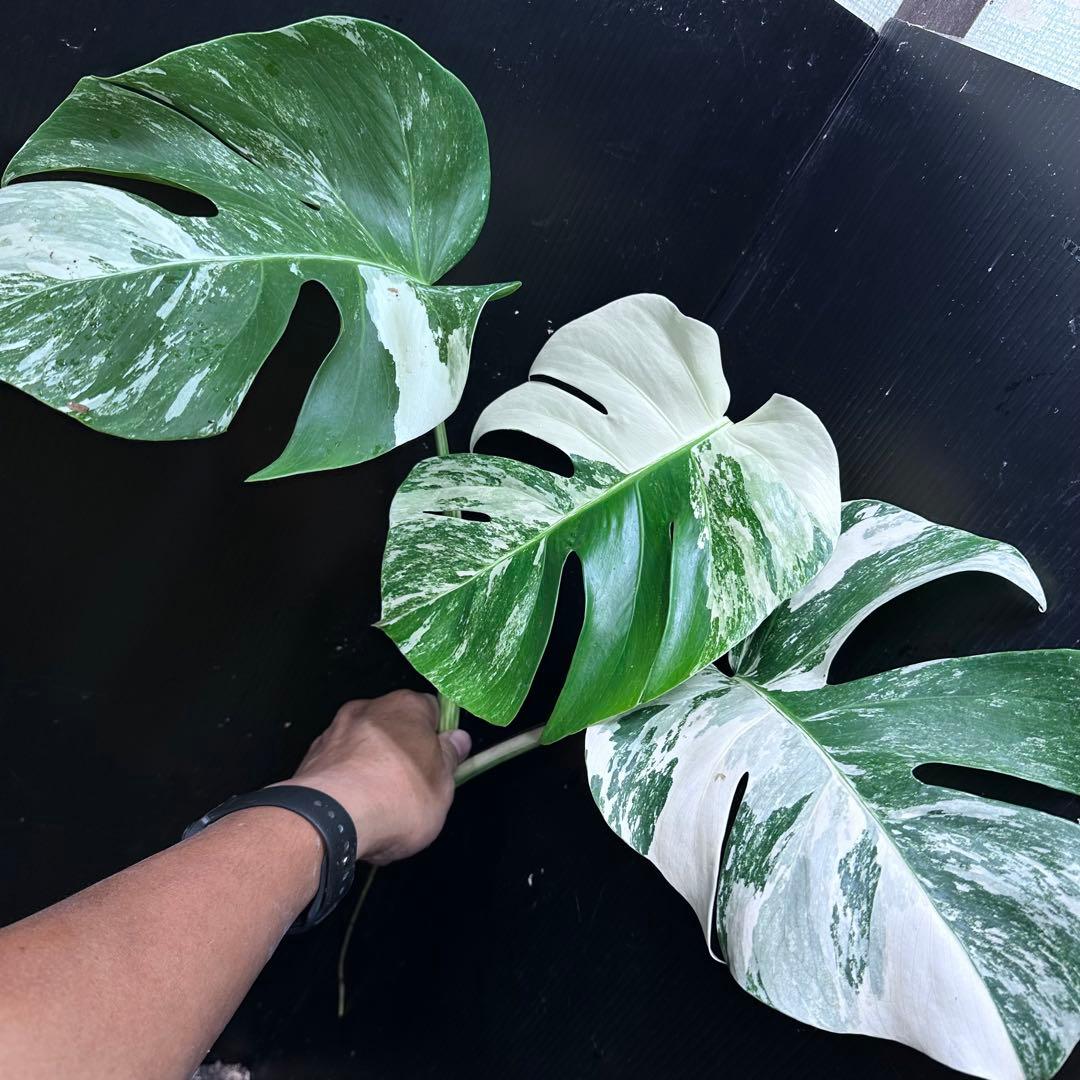 う*)様 斑入りモンステラホワイトタイガートップカット葉っぱ3枚付を3株おまとめ