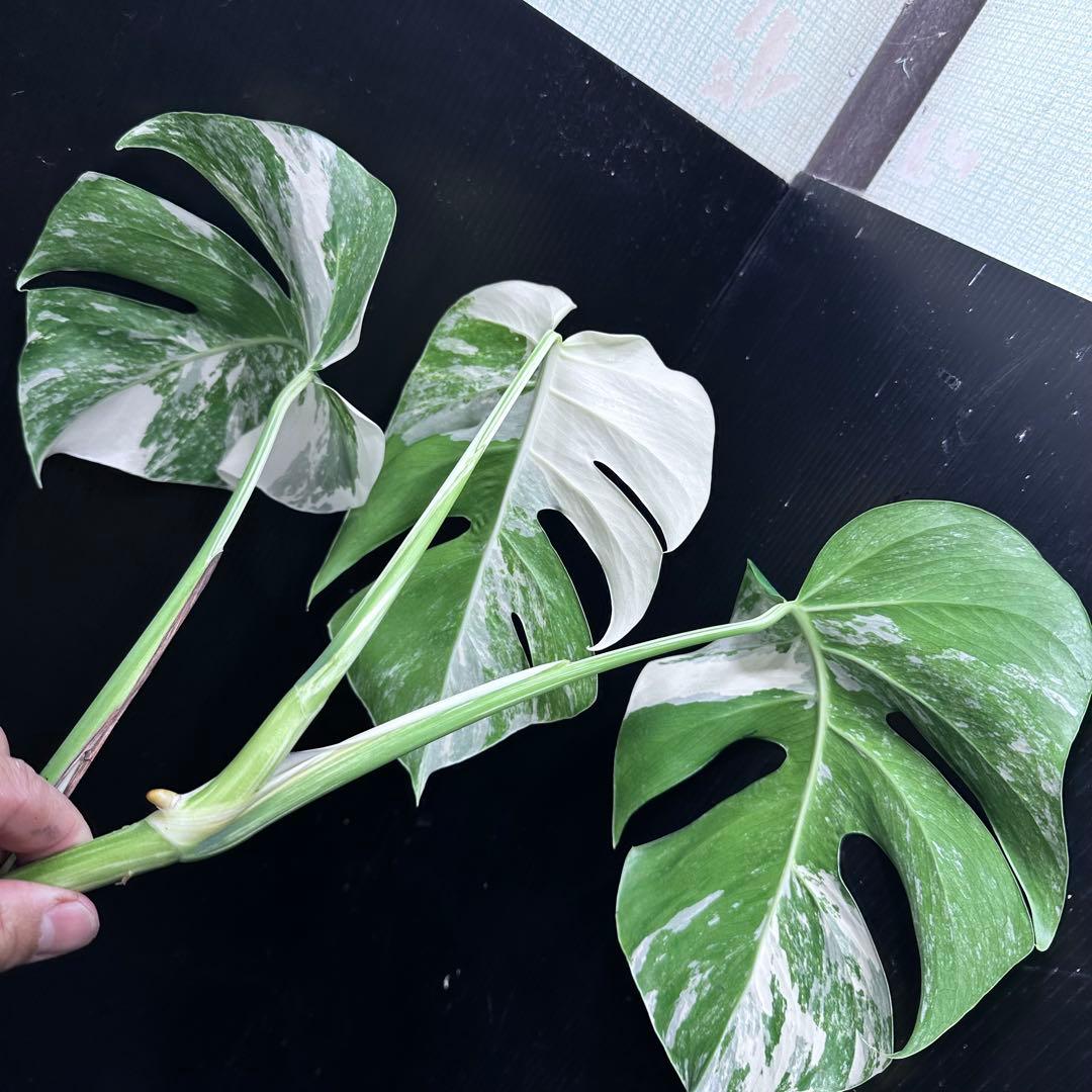 う*)様 斑入りモンステラホワイトタイガートップカット葉っぱ3枚付を3株おまとめ