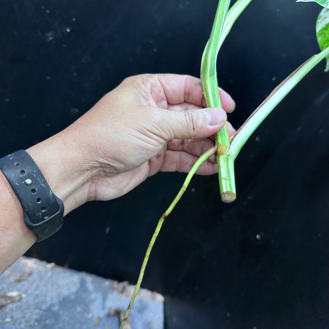 う*)様 斑入りモンステラホワイトタイガートップカット葉っぱ3枚付を3株おまとめ