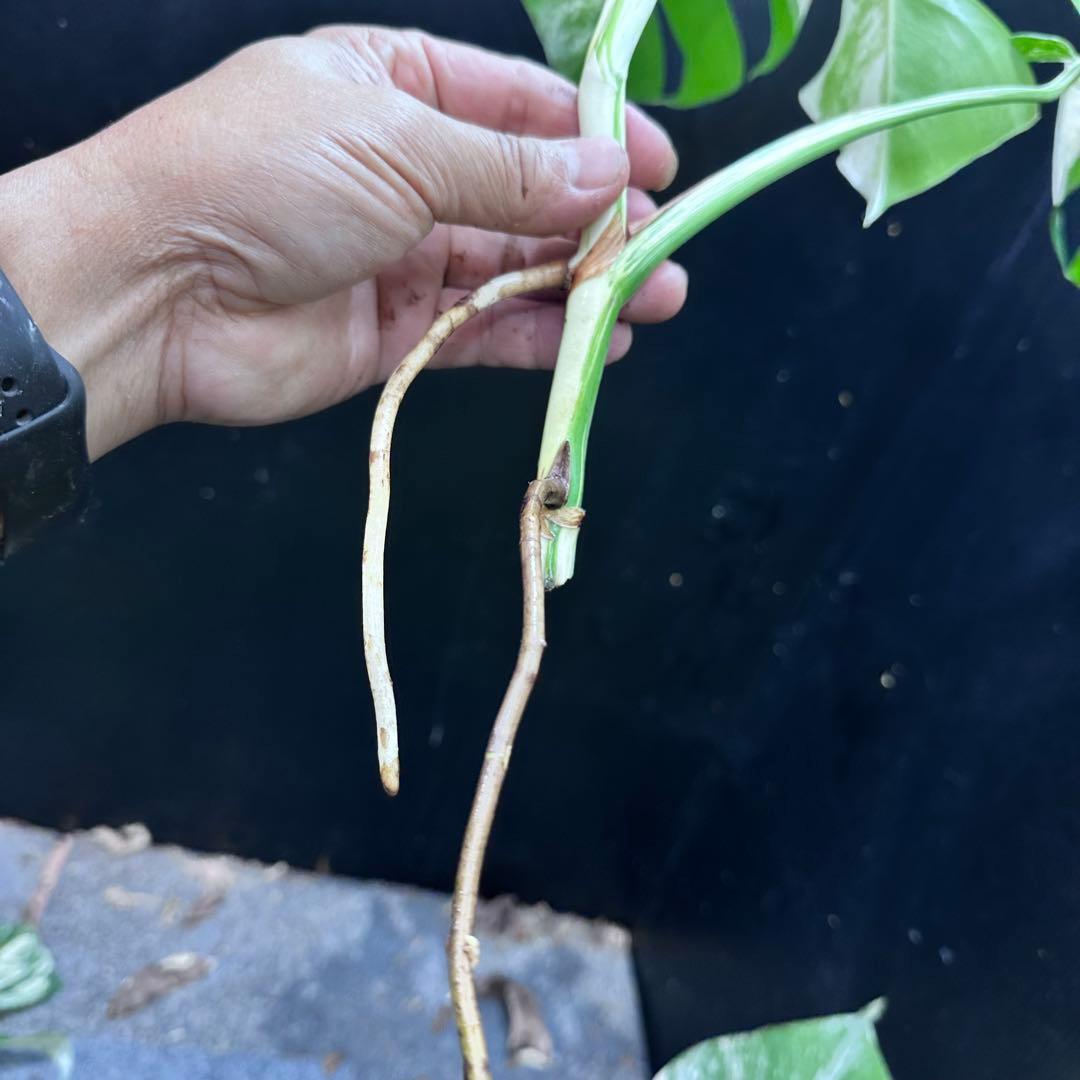 う*)様 斑入りモンステラホワイトタイガートップカット葉っぱ3枚付を3株おまとめ