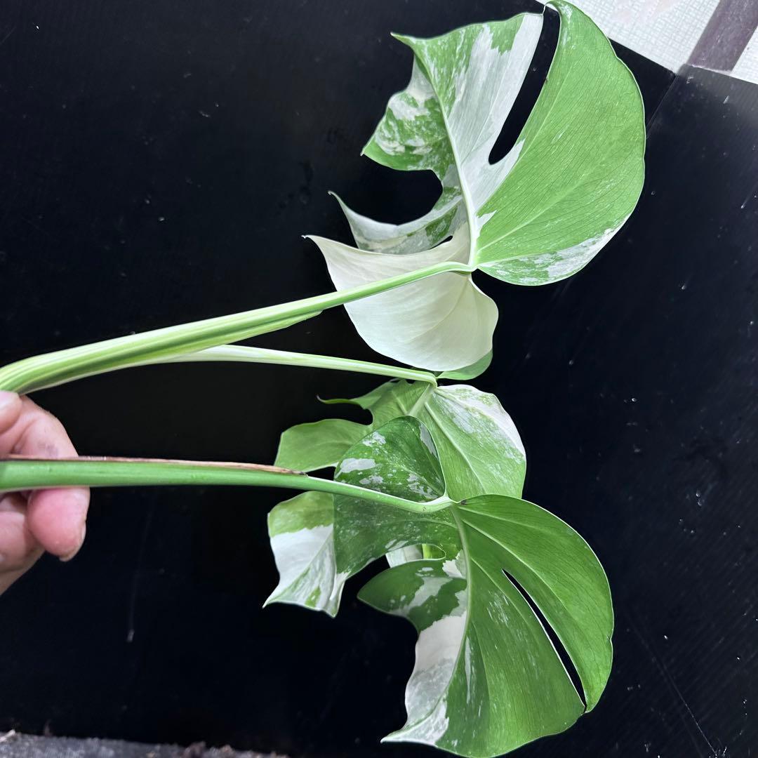 う*)様 斑入りモンステラホワイトタイガートップカット葉っぱ3枚付を3株おまとめ
