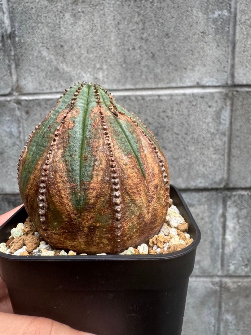 オールドオベサ　9陵