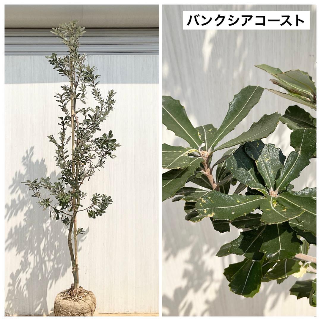 バンクシアコースト　/176