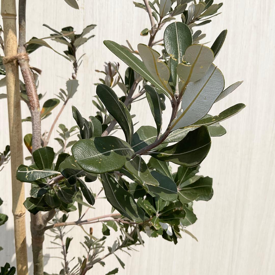 バンクシアコースト　/176