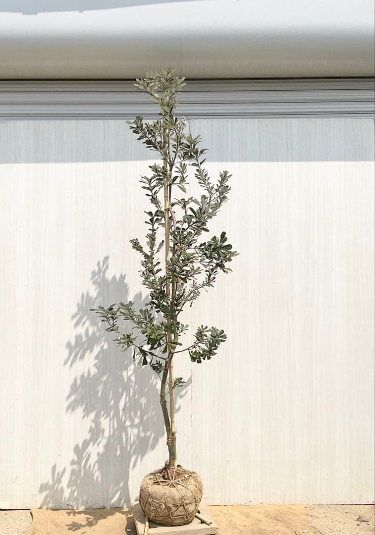 バンクシアコースト　/176